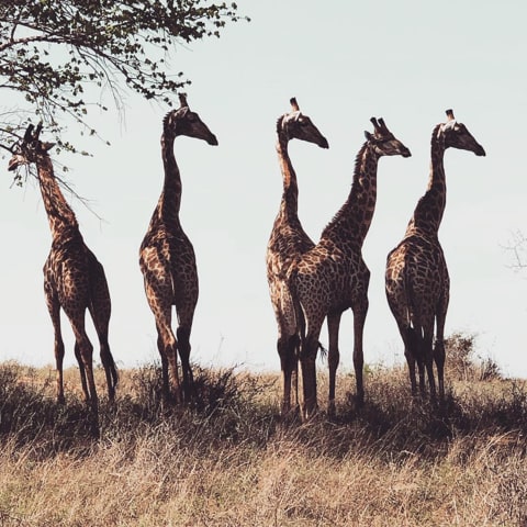 Giraffes Angola